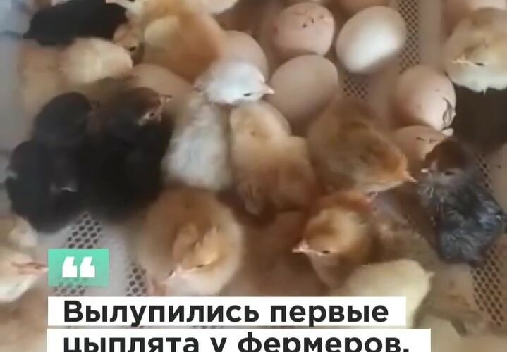 👉 Мы рады поделиться новостью о том, что наш проект FSDS “Поддержка местной продовольственной системы для здорового питания” продолжает приносить пользу жителям отдаленных регионов!